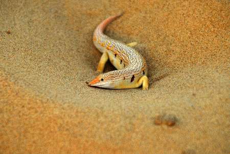 Sandfish Lizard