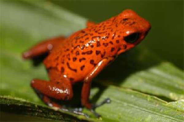 Frog - An Amphibian